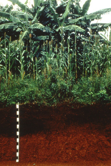 Soil - Tropical Rainforest